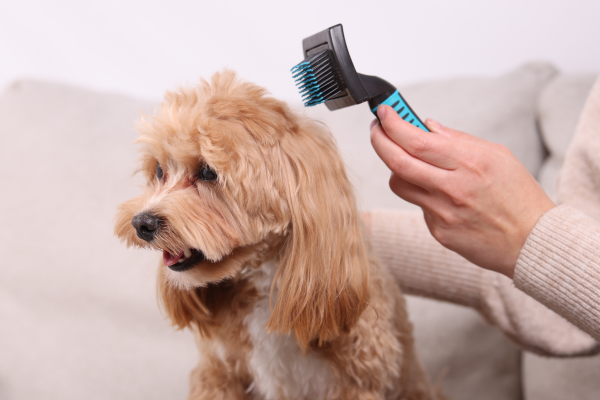 Maltipoo grooming